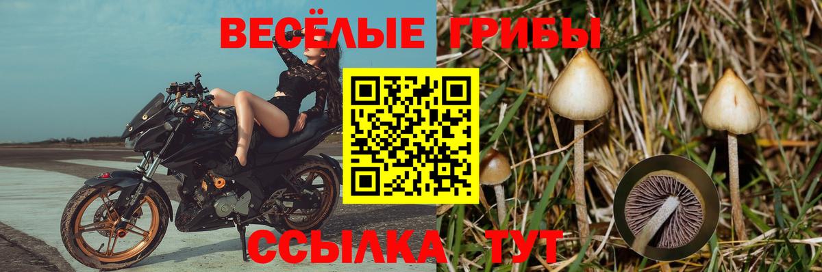 Галлюциногенные грибы Psilocybe Горно-Алтайск